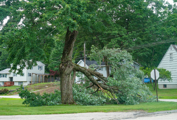 Best Fruit Tree Pruning  in Lithonia, GA